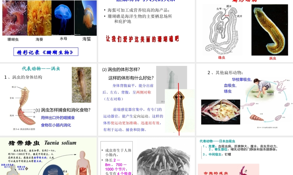 1.1八年级生物上册《第一章-第一节-腔肠动物和扁形动物》课件-(参考)