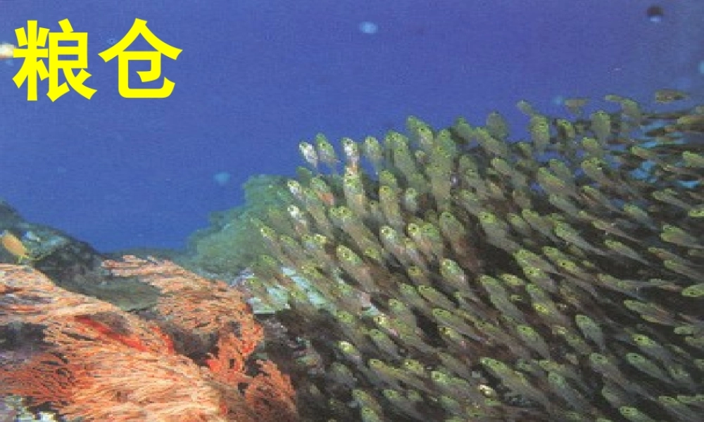 八年级语文上册 第19课(海洋是未来的粮仓)课件 语文版 课件