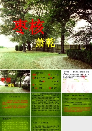 八年级语文上册 6 枣核课件1 苏教版 课件