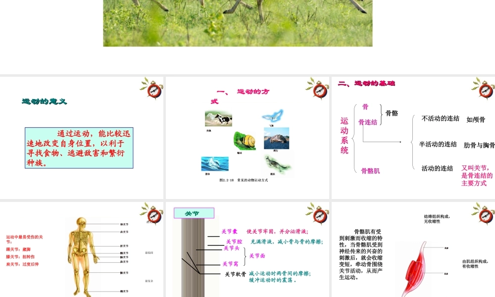 七年级生物上册 第二节动物的运动课件 济南版 课件