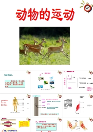 七年级生物上册 第二节动物的运动课件 济南版 课件