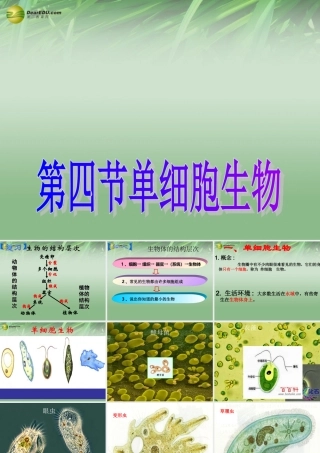 中学七年级生物上册 第三节 只有一个细胞的生物体教学课件 新人教版 课件
