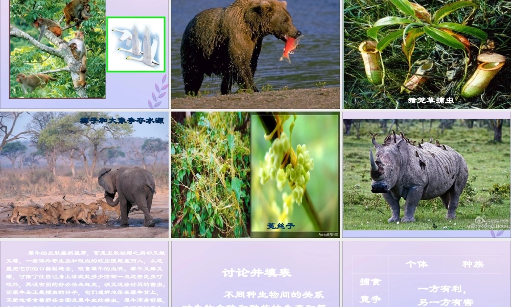 八年级生物下册 第七单元 生物与环境 第一章 生物与环境的关系 7.1.1 环境对生物的影响课件(新版)冀教版 课件