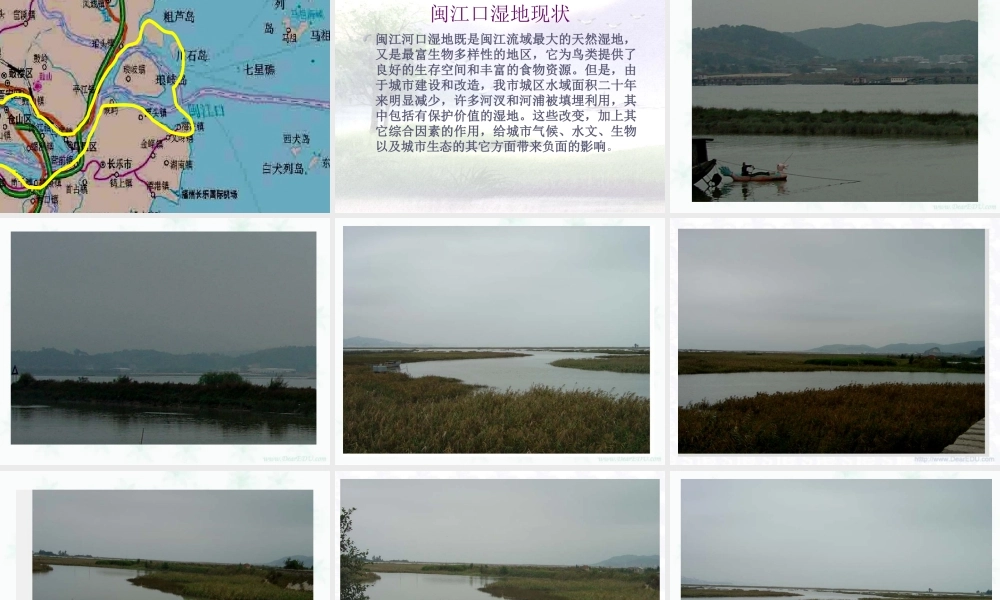 新课标 人教版生物综合实践课 湿地 课件