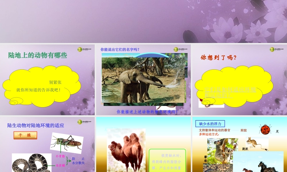 八年级生物上册(第五单元第一章 各种环境中的动物 陆地生活的动物1)课件 新人教版 课件