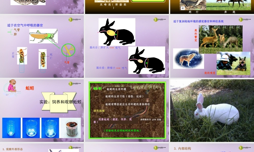 八年级生物上册(第五单元第一章 各种环境中的动物 陆地生活的动物1)课件 新人教版 课件