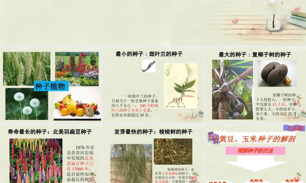 中学七年级生物上册 3.1.2 种子植物课件 (新版)新人教版 课件