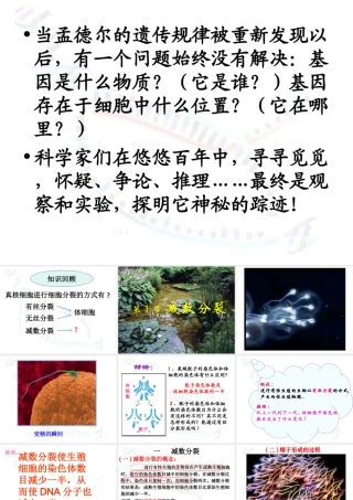 科学家的故事-染色体遗传理论的奠基人