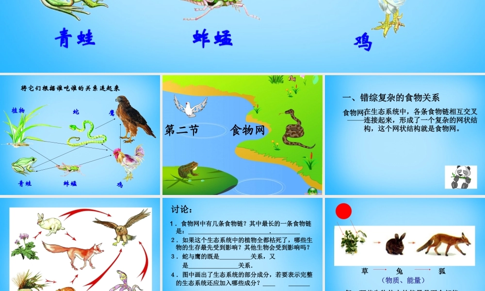 中学七年级生物上册 3.6.1(食物网)课件 (新版)苏科版 课件