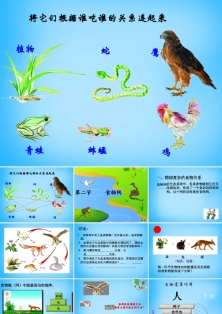 中学七年级生物上册 3.6.1(食物网)课件 (新版)苏科版 课件