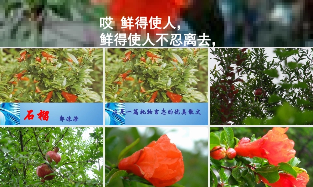 八年级语文下册(石榴)课件 苏教版 课件