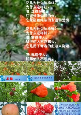八年级语文下册(石榴)课件 苏教版 课件