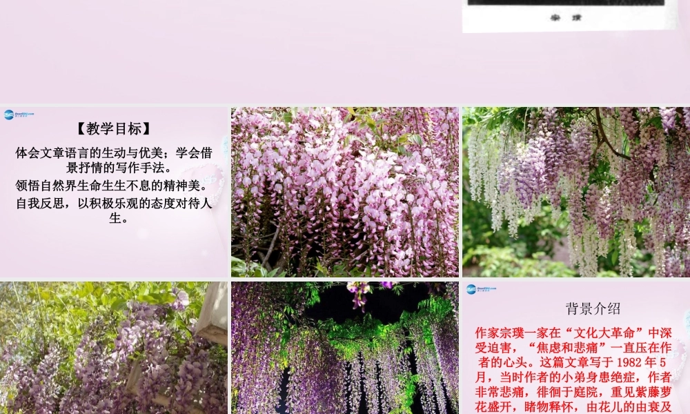 中学七年级语文上册 16(紫藤萝瀑布)课件2 (新版)新人教版 课件