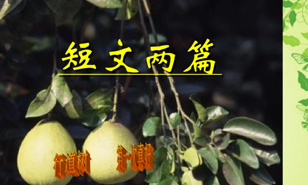 七年级语文上册 第七课 短文两篇 行道树课件 人教新课标版 课件