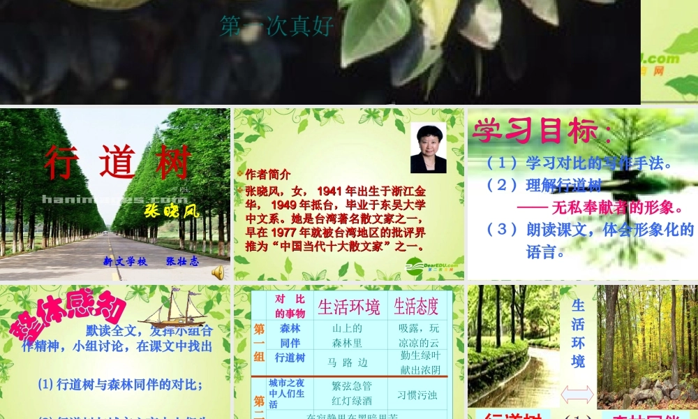 七年级语文上册 第七课 短文两篇 行道树课件 人教新课标版 课件