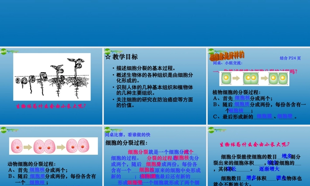 七年级生物上册 第三节 细胞的分裂与分化课件 济南版 课件