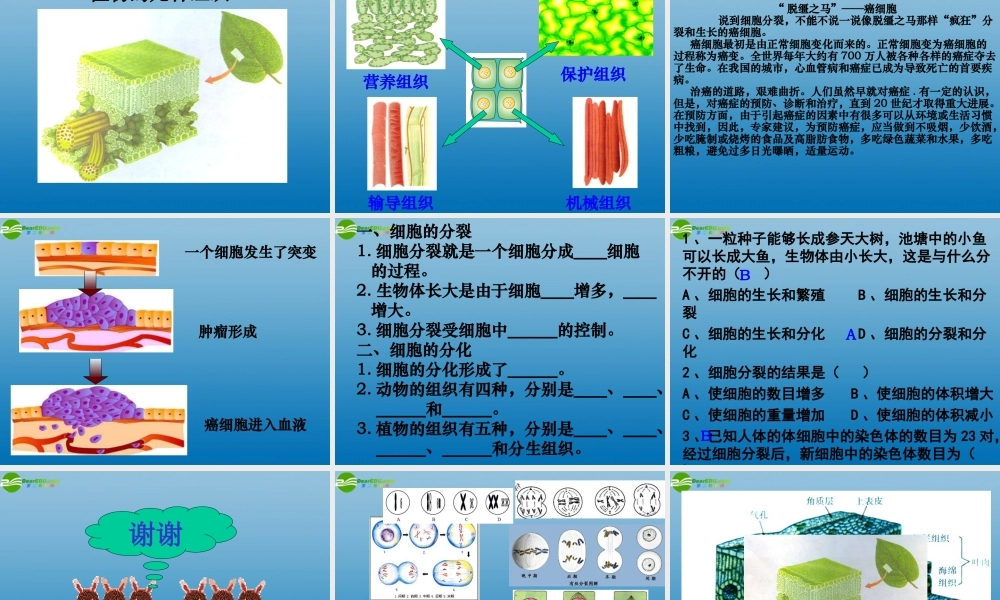 七年级生物上册 第三节 细胞的分裂与分化课件 济南版 课件
