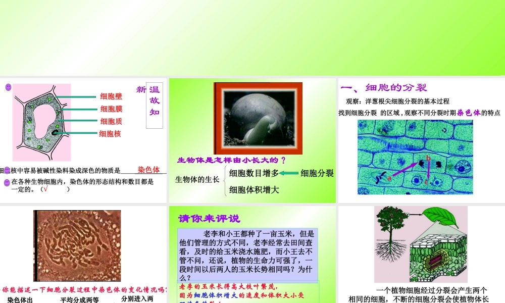 七年级生物细胞的分裂与分化课件 鲁教版 课件