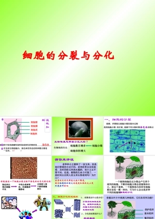 七年级生物细胞的分裂与分化课件 鲁教版 课件