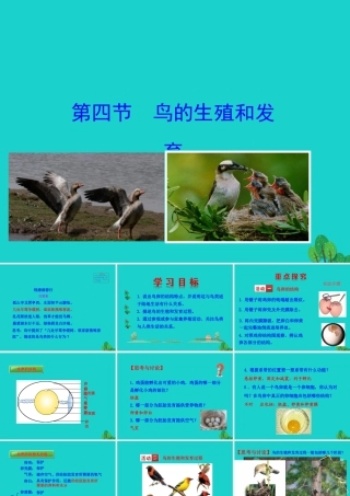 八年级生物下册 7.1.4 鸟的生殖和发育课件 八年级生物下册 7.1.4鸟的生殖和发育课件+素材(新版)新人教版 八年级生物下册 7.1.4鸟的生殖和发育课件+素材(新版)新人教版-2