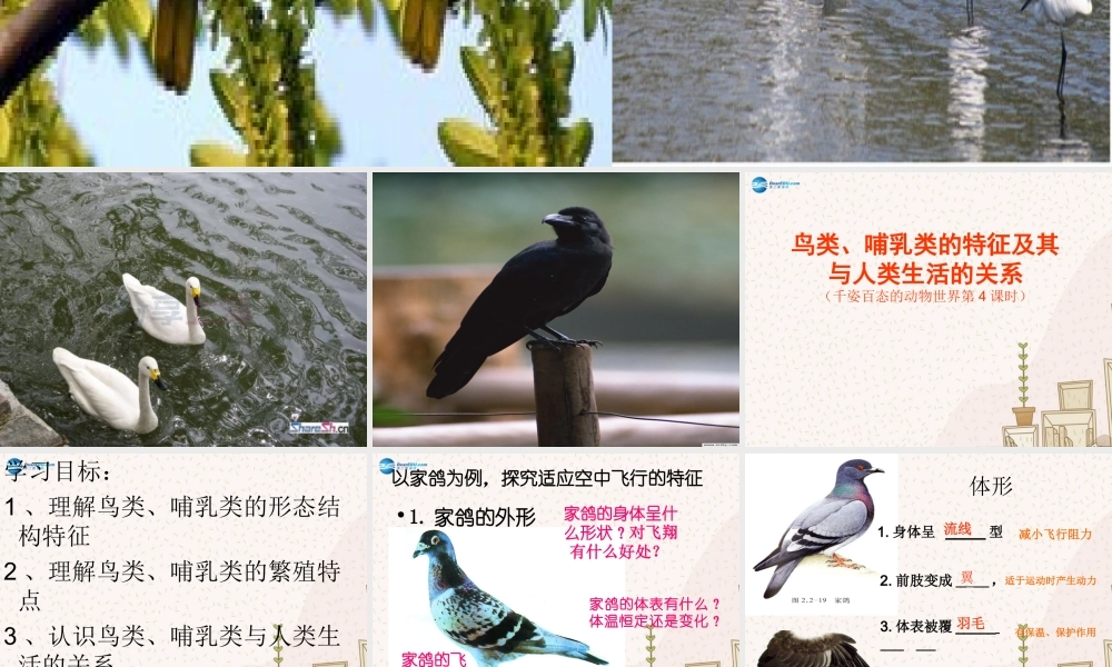 八年级生物上册 鸟类、哺乳类与人类生活的关系课件 苏教版 课件