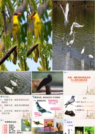 八年级生物上册 鸟类、哺乳类与人类生活的关系课件 苏教版 课件