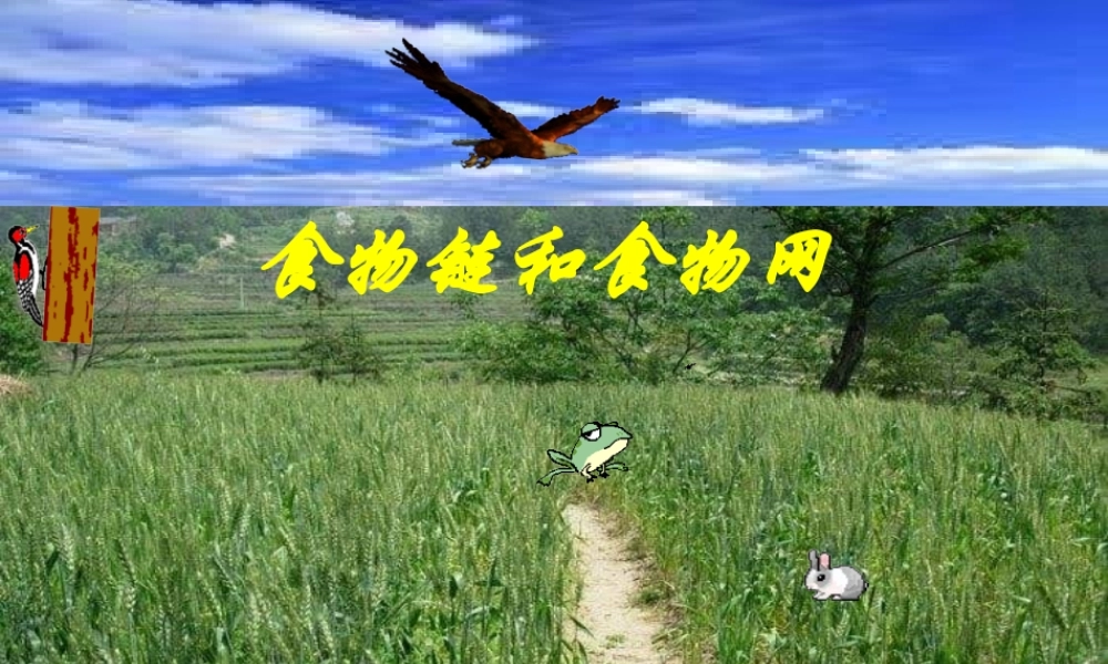 八年级生物下册 第七单元 生物与环境 第二章 生态系统 7.2.2 食物链和食物网课件(新版)冀教版 课件