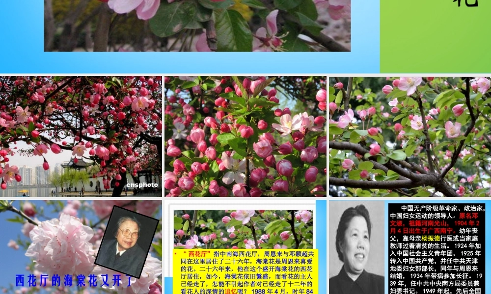 九年级语文上册 3(西花厅的海棠花又开了)课件2 语文版 课件