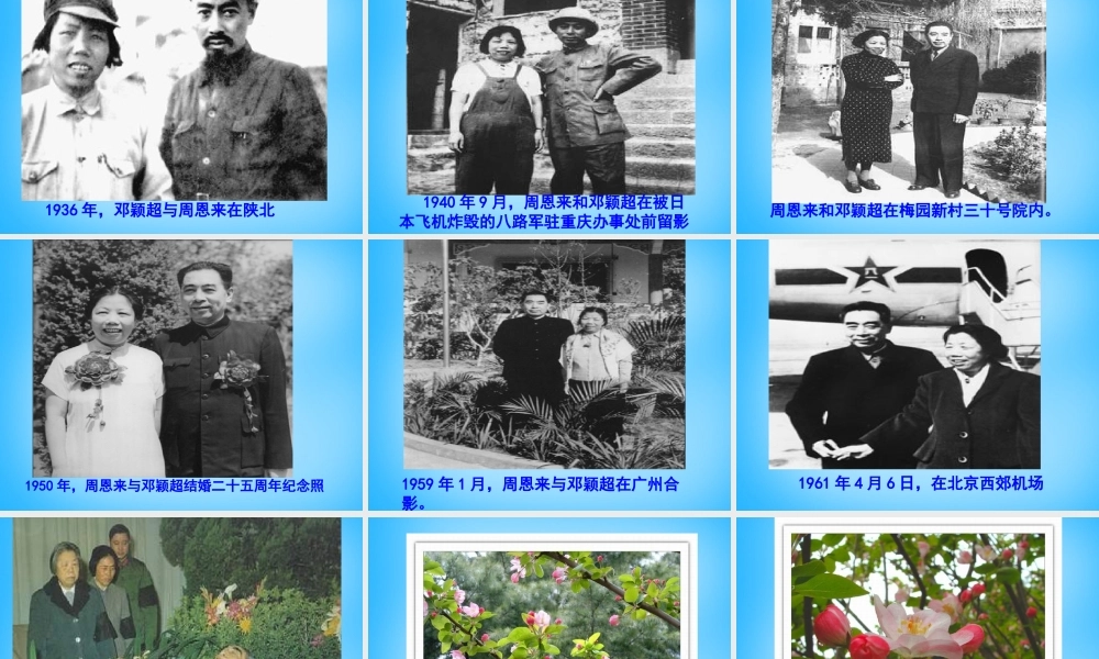 九年级语文上册 3(西花厅的海棠花又开了)课件2 语文版 课件