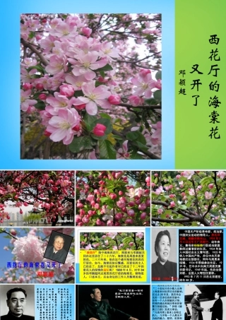 九年级语文上册 3(西花厅的海棠花又开了)课件2 语文版 课件