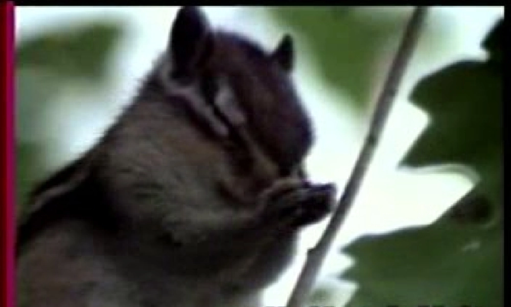 七年级语文下册(松鼠)课件 苏教版 课件