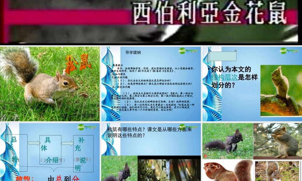 七年级语文下册(松鼠)课件 苏教版 课件