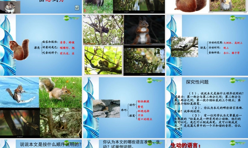 七年级语文下册(松鼠)课件 苏教版 课件