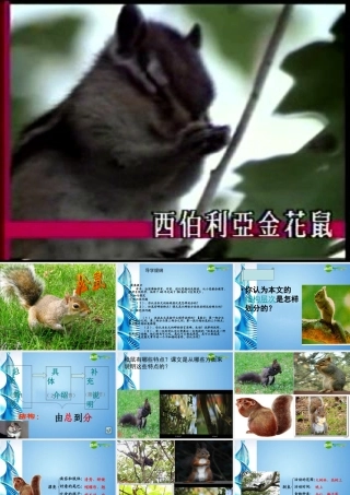 七年级语文下册(松鼠)课件 苏教版 课件