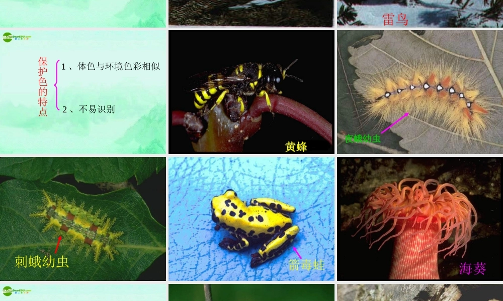 七年级生物上册 生物对环境的适应课件 苏科版 课件