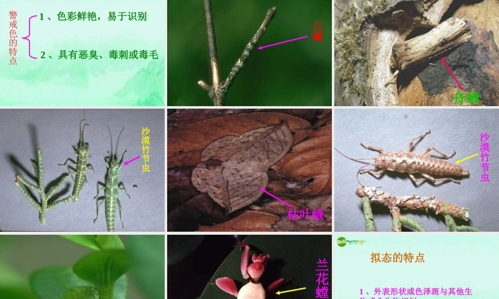 七年级生物上册 生物对环境的适应课件 苏科版 课件