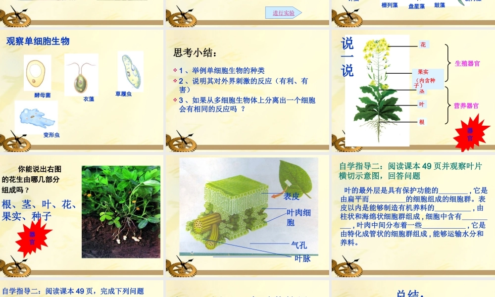 七年级生物上册 第三章生物体课件