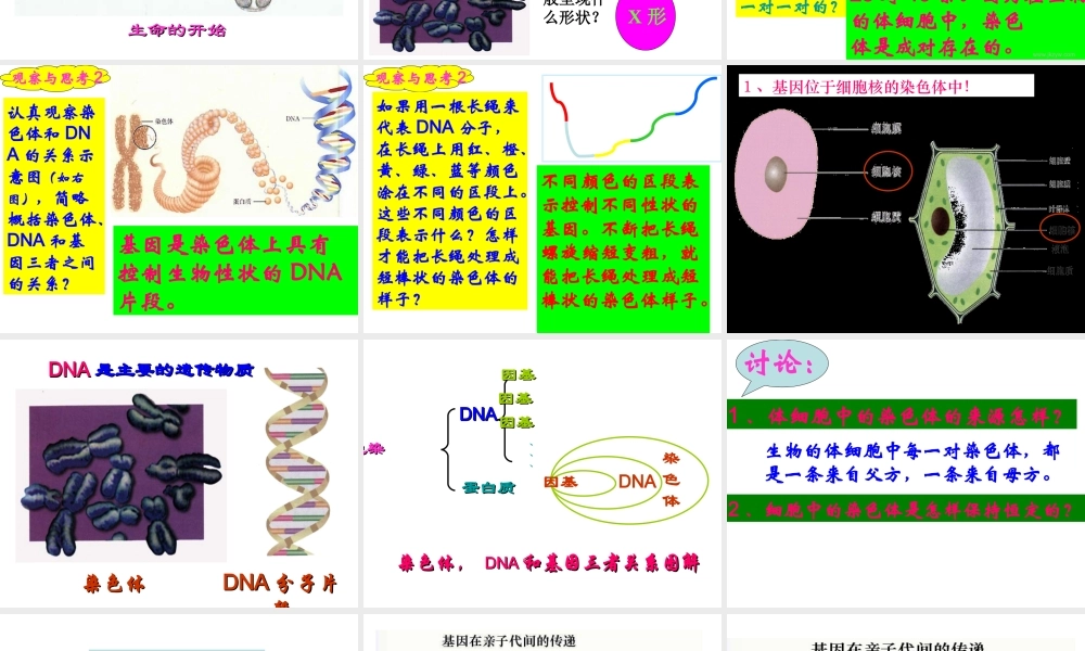 八年级生物：第二章第二节 基因在亲子代间的传递课件人教版 课件