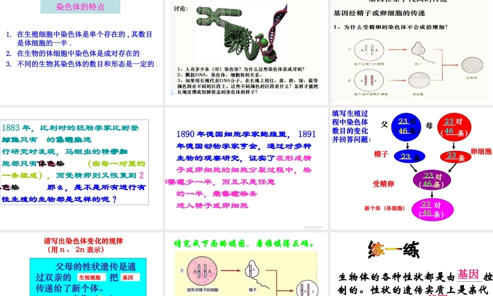 八年级生物：第二章第二节 基因在亲子代间的传递课件人教版 课件