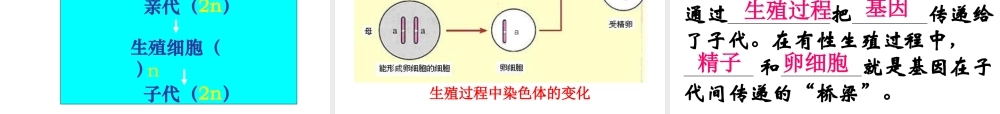 八年级生物：第二章第二节 基因在亲子代间的传递课件人教版 课件