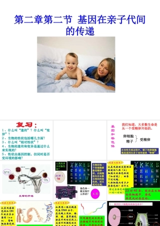 八年级生物：第二章第二节 基因在亲子代间的传递课件人教版 课件