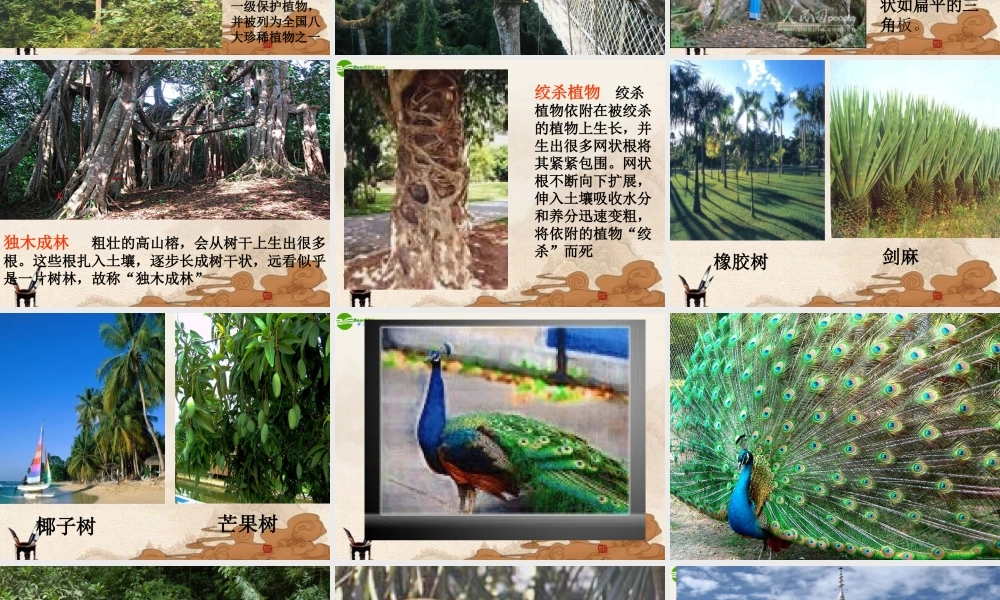 八年级地理下册 西南边陲的特色旅游区课件 人教新课标版 课件