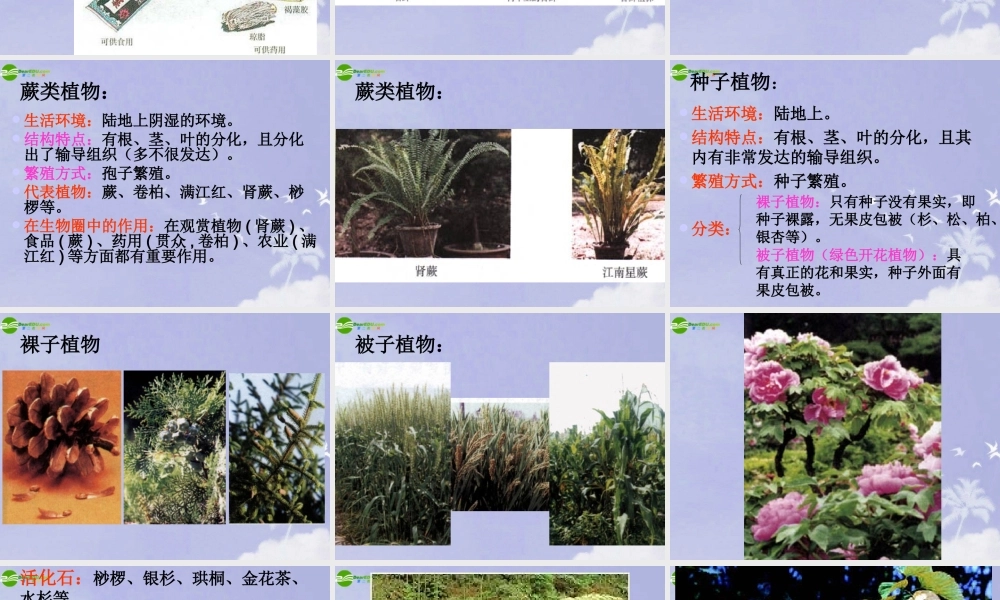 七年级生物上册 绿色植物的类群课件 济南版 课件