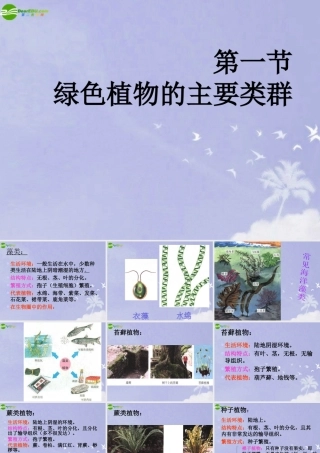 七年级生物上册 绿色植物的类群课件 济南版 课件