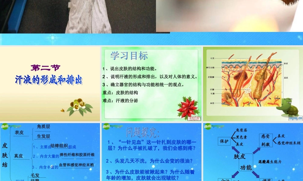 七年级生物下册 第二节汗液形成和排出课件 济南版 课件
