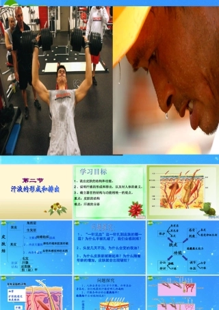 七年级生物下册 第二节汗液形成和排出课件 济南版 课件