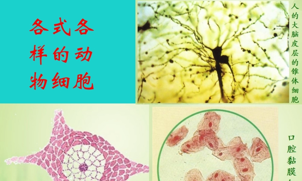 七年级生物上册 第二单元 第三章 第1节 细胞的基本结构和功能 各式各样的动物细胞课件 北师大版 课件