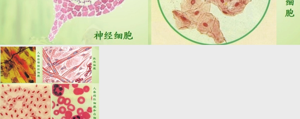 七年级生物上册 第二单元 第三章 第1节 细胞的基本结构和功能 各式各样的动物细胞课件 北师大版 课件