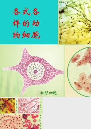 七年级生物上册 第二单元 第三章 第1节 细胞的基本结构和功能 各式各样的动物细胞课件 北师大版 课件