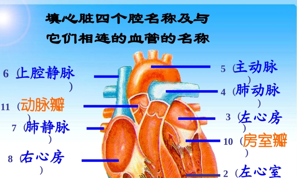 七年级生物第三节 物质运输的途径课件